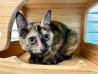 Adopt Biscuits a Domestic Short Hair