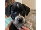 Adopt Puppy 1 a German Shorthaired Pointer, Mixed Breed