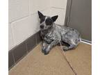 Adopt Kira a Australian Cattle Dog / Blue Heeler