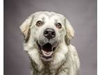 Adopt Brie a Great Pyrenees, Siberian Husky