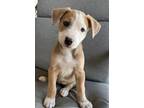 Adopt Lucy a Pit Bull Terrier, Australian Cattle Dog / Blue Heeler