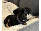 Adopt Mandy a Labrador Retriever, Miniature Pinscher