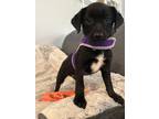 Adopt Missy a Labrador Retriever, Miniature Pinscher