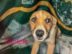Adopt Wioleta a Mixed Breed