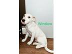 Adopt Winslow a Mixed Breed