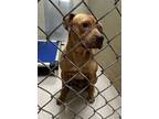 Adopt 19044 a Pit Bull Terrier