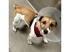 Adopt Tigar a Jack Russell Terrier