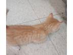 Adopt Swicegood cat 1(Aisling) a Domestic Short Hair