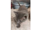 Adopt Swicegood cat 2(Clodagh) a Domestic Short Hair