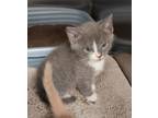 Adopt Swicegood cat 4(Siobhan) a Domestic Short Hair