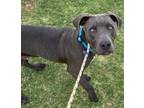 Adopt Lance a Staffordshire Bull Terrier