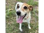 Adopt CAPTAIN JACK RUSSELL a Jack Russell Terrier