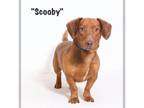 Adopt Scooby a Dachshund