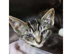 Adopt Zeni a Domestic Short Hair