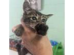Adopt Tiny Kitty a Domestic Short Hair