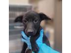 Adopt Regis a Pit Bull Terrier