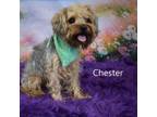 Adopt Chester a Yorkshire Terrier
