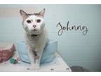 Adopt Johnny (bonded with Daisy) **SPONSORED** a Domestic Short Hair