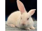 Adopt Luke a Bunny Rabbit