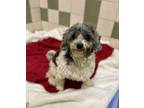 Adopt Peluchin a Poodle