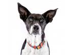 Adopt Mendo 11903 a Fox Terrier, Cardigan Welsh Corgi