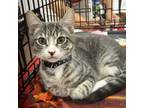 Adopt Mittens a Domestic Short Hair