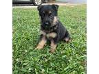German Shepherd Dog Puppy for sale in Madison, NC, USA