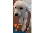 Adopt King a Great Pyrenees