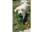 Adopt Jack a Great Pyrenees