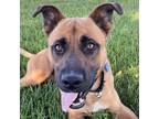 Adopt Lawrence a Black Mouth Cur, Shepherd