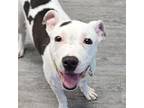 Adopt Snoopy a Mixed Breed