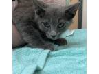 Adopt Sweet Tooth a Domestic Short Hair