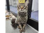 Adopt Cheeseburger a Domestic Short Hair