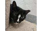 Adopt Louie a Domestic Short Hair