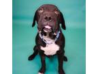 Adopt Thorne a Black Labrador Retriever, Bull Terrier