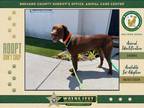 Adopt Remi a Mixed Breed