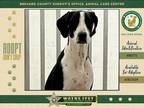 Adopt Moose a Mixed Breed