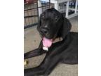 Adopt Robby a Great Dane