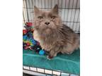 Adopt Serge A. Storms a Domestic Long Hair
