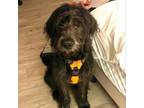 Adopt Milo 20585 a Poodle, Black Labrador Retriever