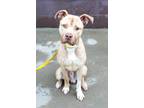 Adopt King - IN FOSTER a Mixed Breed