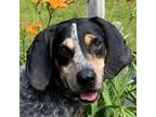 Adopt Bubba a Bluetick Coonhound