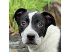 Adopt Mellow a Pit Bull Terrier, Mixed Breed