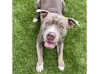 Adopt Legacy a Pit Bull Terrier