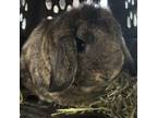 Adopt Clarence a Holland Lop