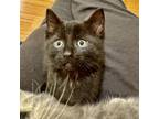 Adopt Midnight a Domestic Short Hair