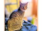 Adopt Houdini a Domestic Short Hair