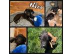 Adopt Nico a Great Dane, Mixed Breed