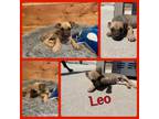 Adopt Leo a Great Dane, Mixed Breed