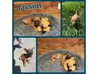 Adopt Jayson a Great Dane, Mixed Breed